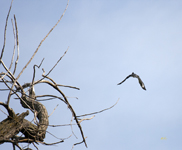 Belted Kingfisher 9491